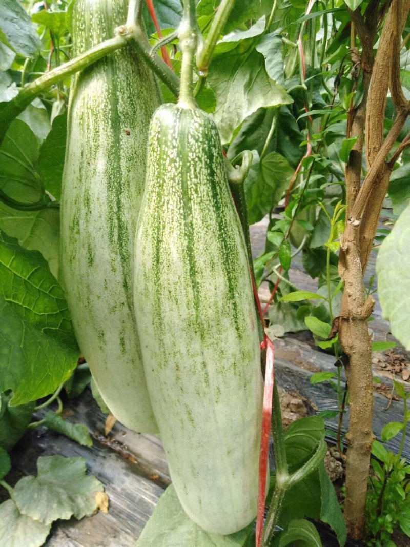 山东博洋61羊角蜜博洋91博洋61博洋9盘古蜜代收