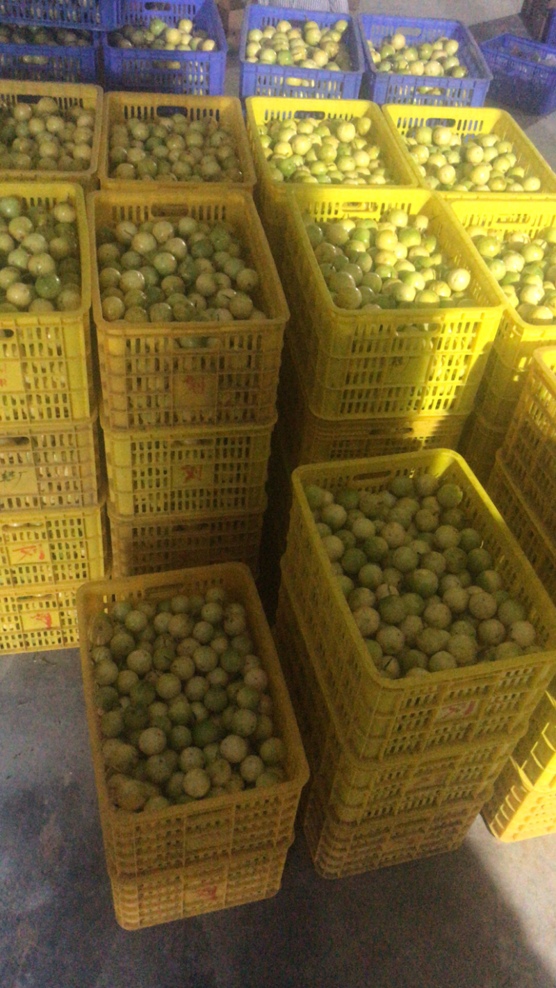 黄金百香果头批果通货6-6.5上车