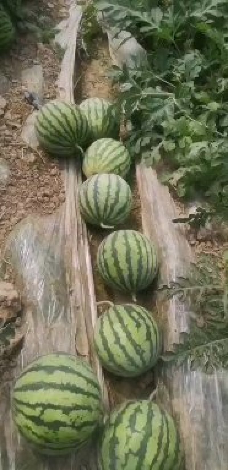 西瓜