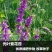 光叶紫花苕种苕子种毛苕子草籽种子绿肥种籽果园多年生野豌豆