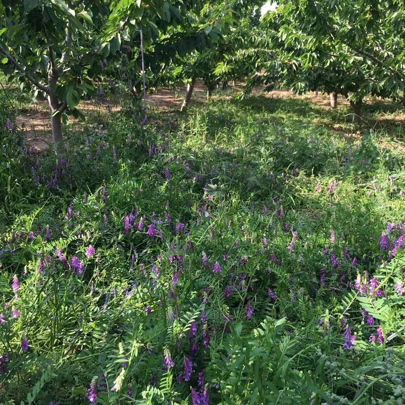 光叶紫花苕种苕子种毛苕子草籽种子绿肥种籽果园多年生野豌豆