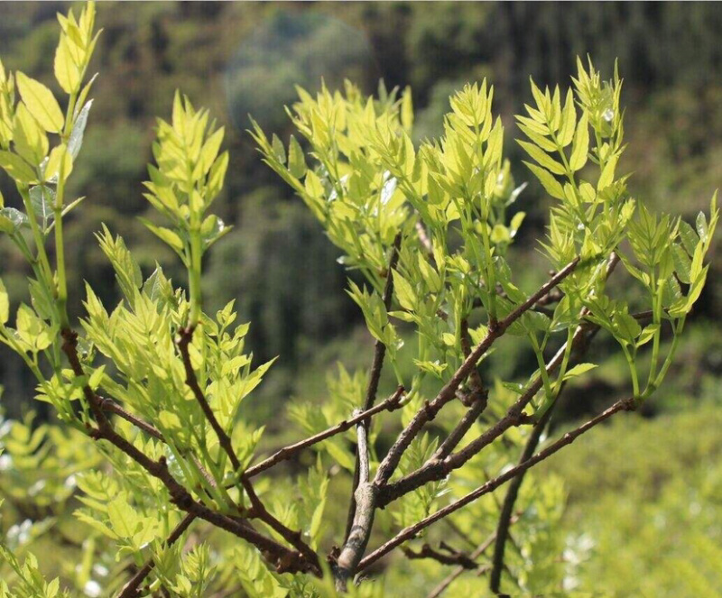 张家界自家莓茶直销