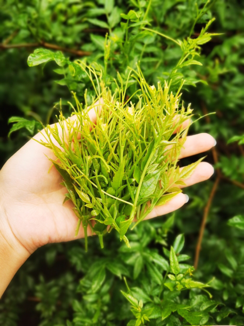 张家界自家莓茶直销