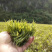 张家界自家莓茶直销
