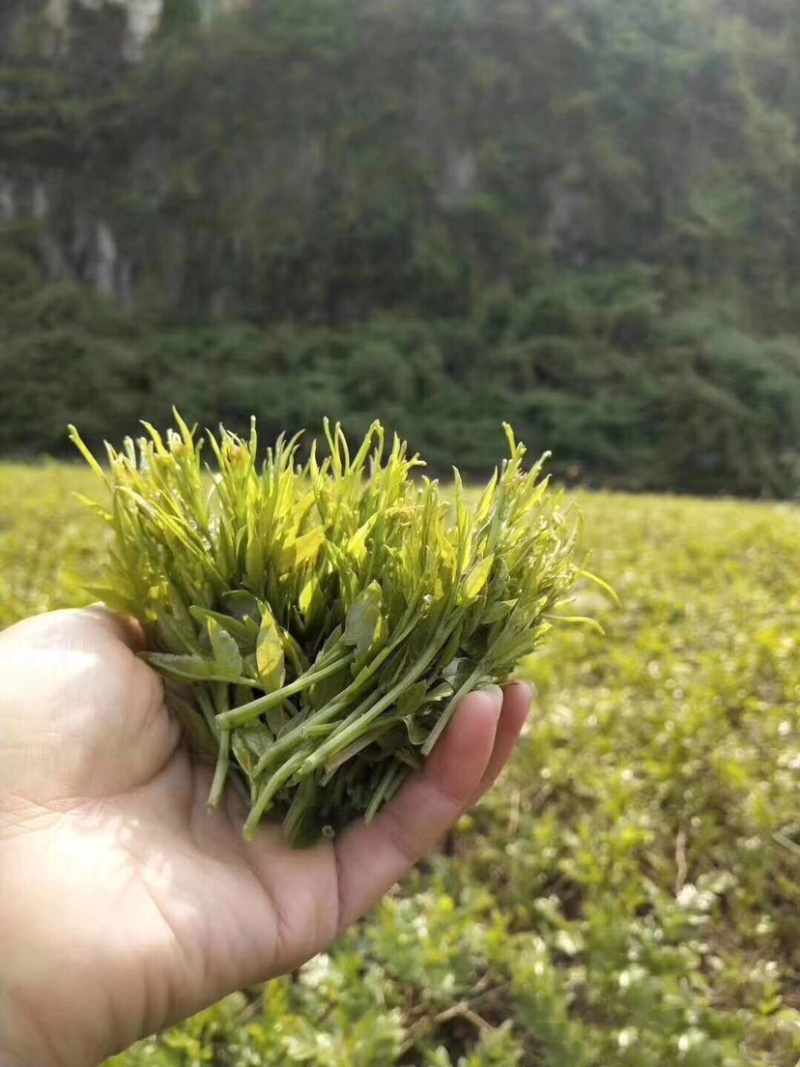 张家界自家莓茶直销