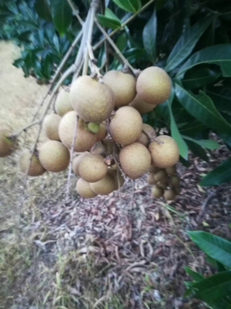 石硖龙眼现摘