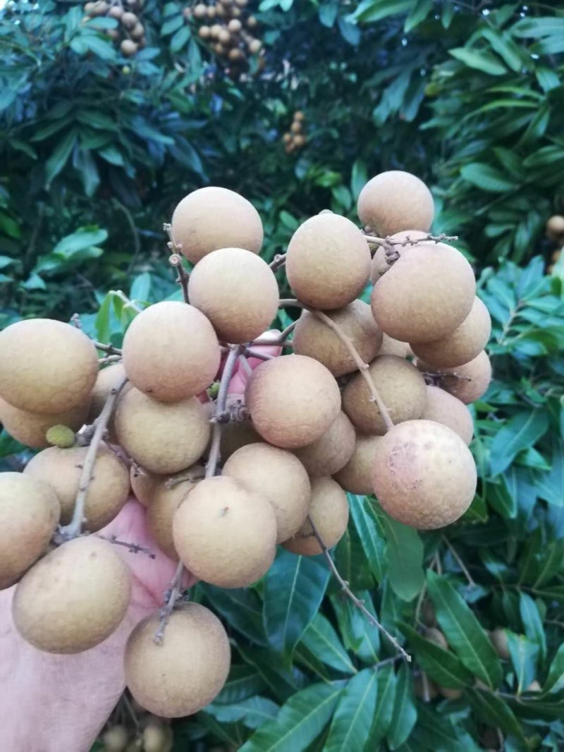 石硖龙眼现摘