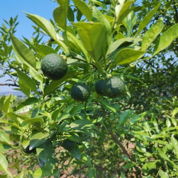 资阳本土软枝小叶香橙果子，香橙种子