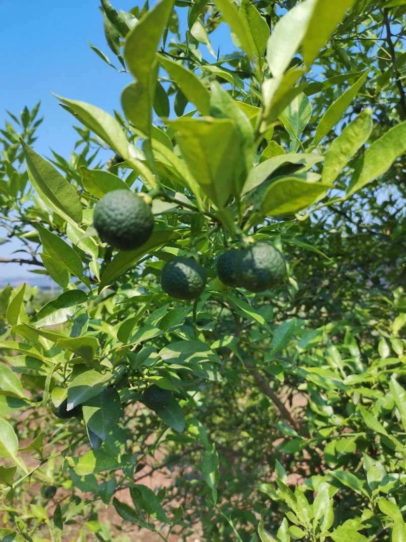 资阳本土软枝小叶香橙果子，香橙种子