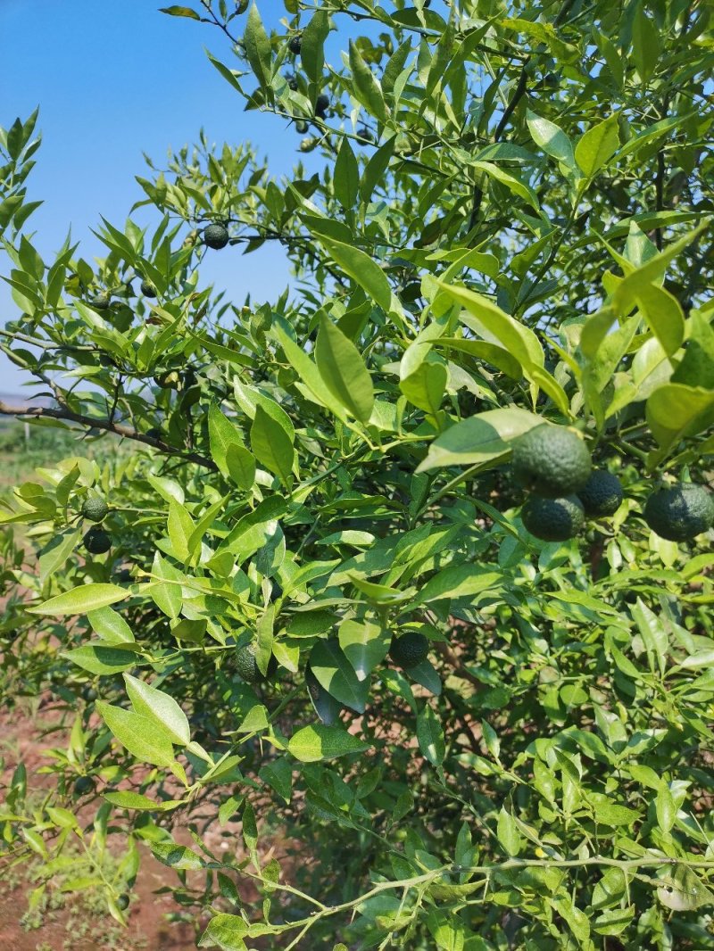 资阳本土软枝小叶香橙果子，香橙种子