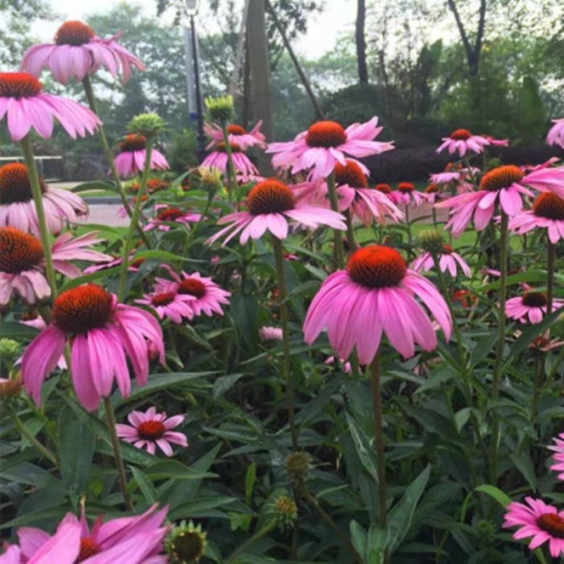 紫松果菊种子草原松果菊种子紫锥花景观花卉花海种子多