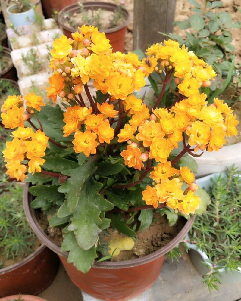 【带花苞发货】长寿花长寿花盆栽四季开花花卉盆栽