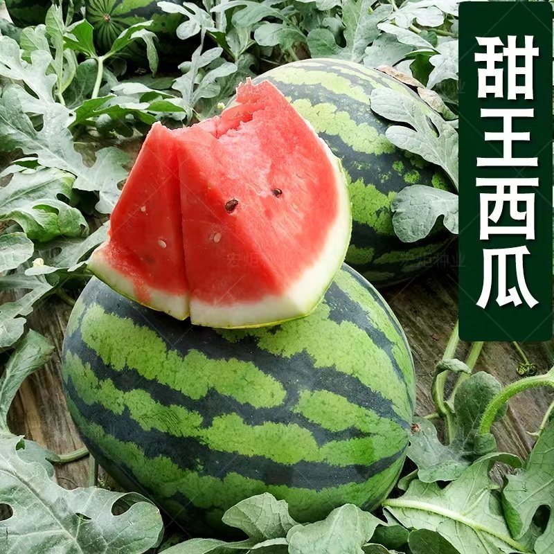 现摘湖北宜城甜王西瓜水果皮薄超甜西瓜