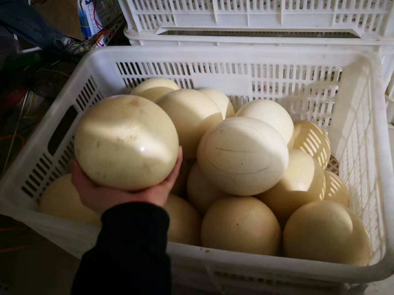 精品鸵鸟蛋