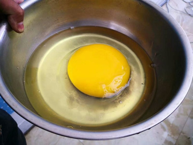精品鸵鸟蛋