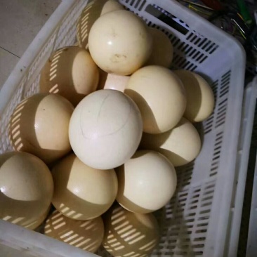 精品鸵鸟蛋