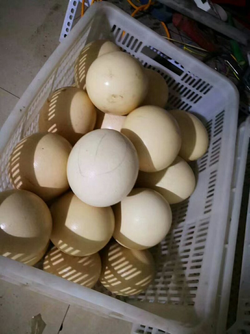 精品鸵鸟蛋