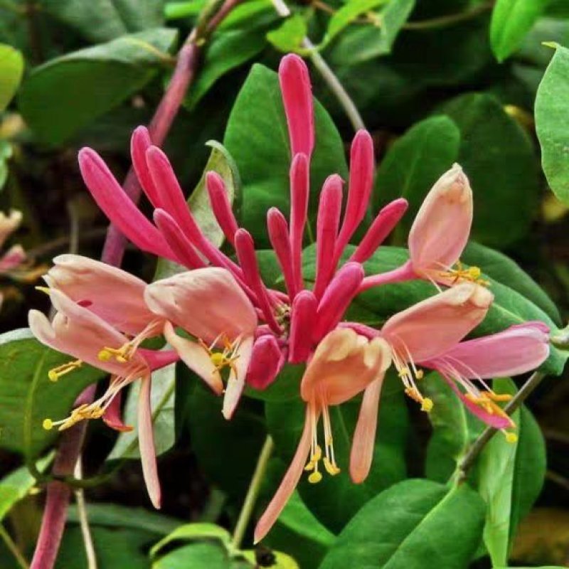 金银花盆栽鸳鸯藤树苗金银花卉泡茶阳台庭院四季常青爬藤植物