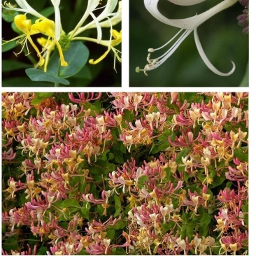 金银花盆栽鸳鸯藤树苗金银花卉泡茶阳台庭院四季常青爬藤植物