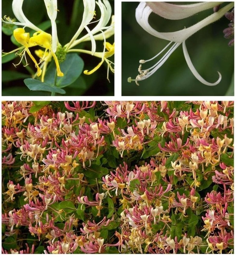 金银花盆栽鸳鸯藤树苗金银花卉泡茶阳台庭院四季常青爬藤植物