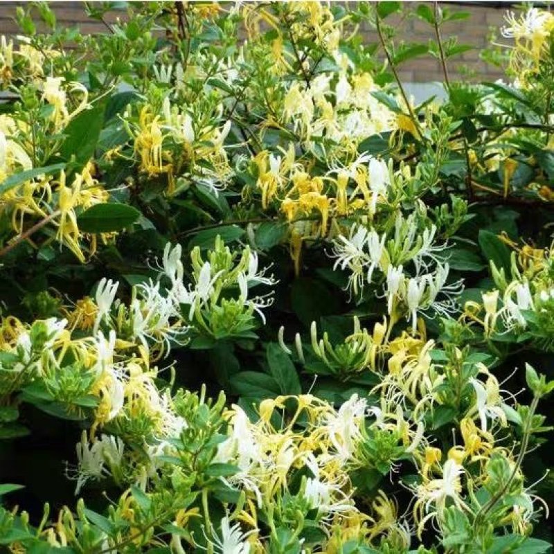 金银花盆栽鸳鸯藤树苗金银花卉泡茶阳台庭院四季常青爬藤植物