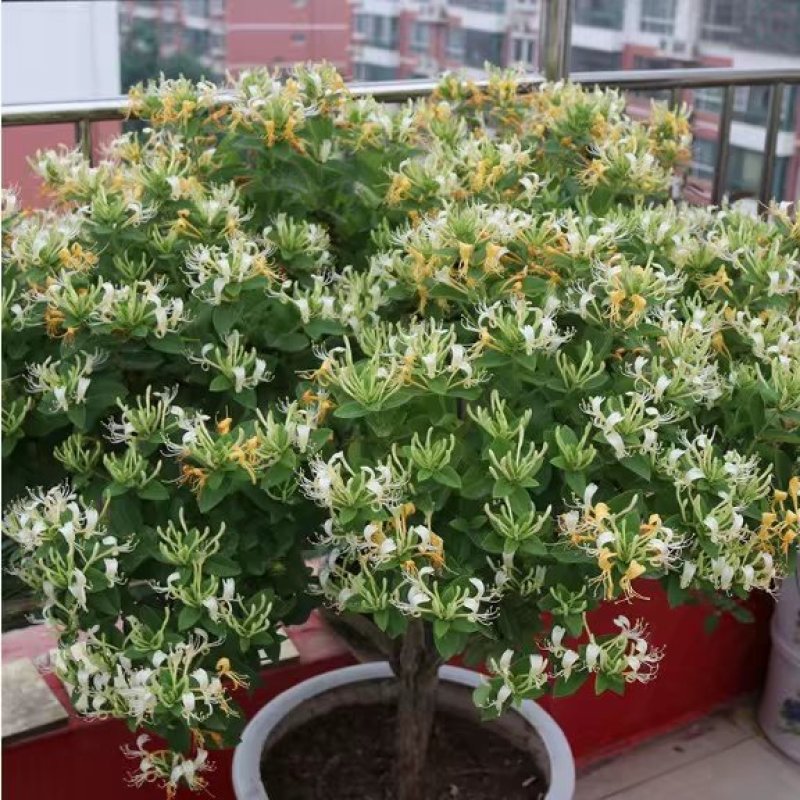 金银花盆栽鸳鸯藤树苗金银花卉泡茶阳台庭院四季常青爬藤植物