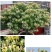 金银花盆栽鸳鸯藤树苗金银花卉泡茶阳台庭院四季常青爬藤植物