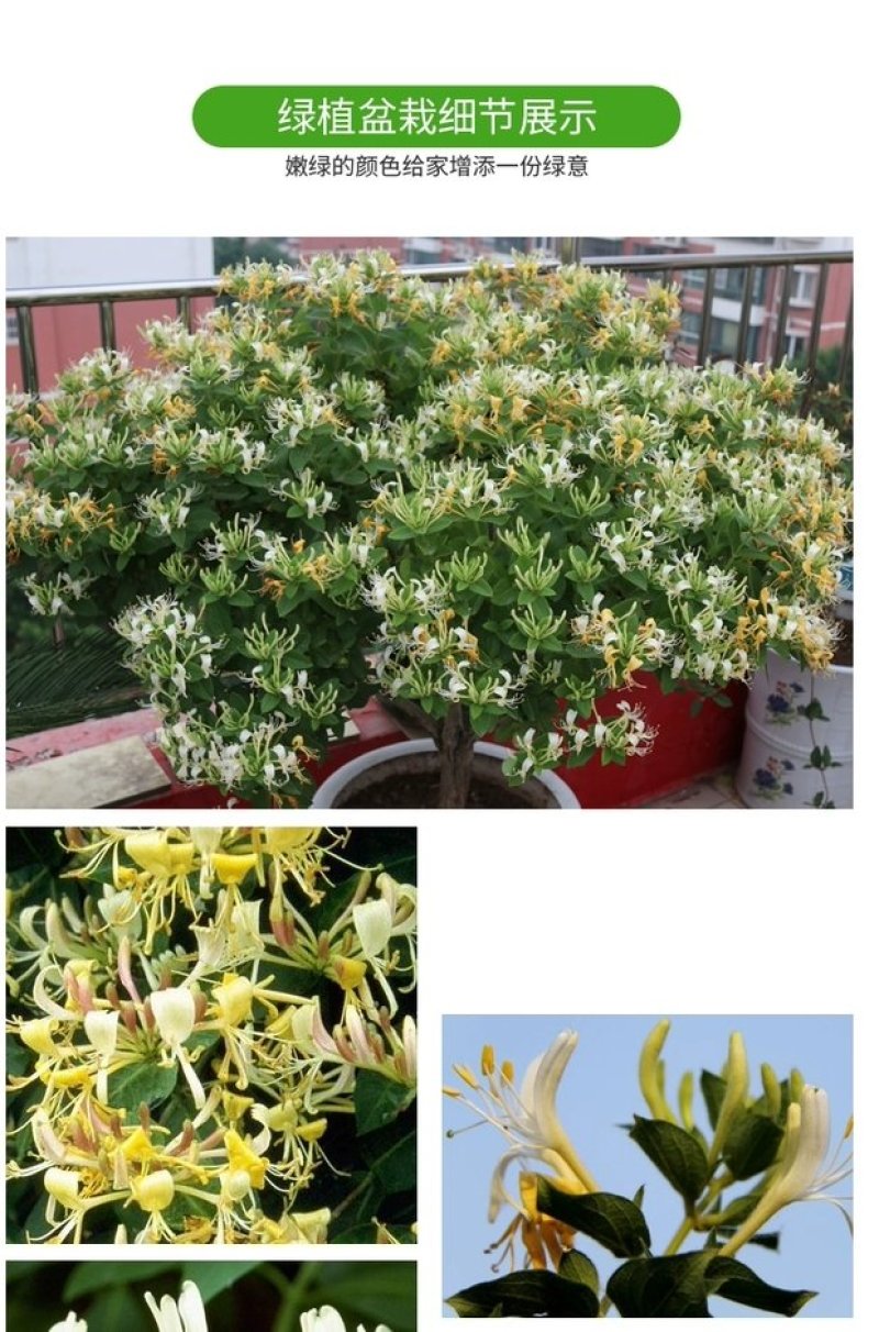 金银花盆栽鸳鸯藤树苗金银花卉泡茶阳台庭院四季常青爬藤植物