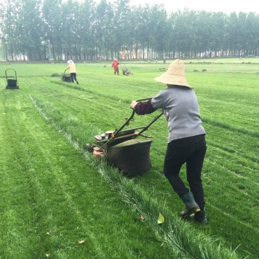基地供应绿化草坪马尼拉草坪