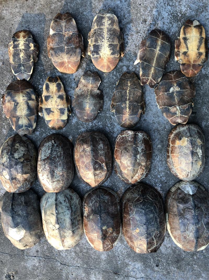 龟板草龟龟板旱龟龟板中华草龟乌龟壳产地大货供应