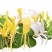 金银花盆栽鸳鸯藤树苗金银花卉泡茶阳台庭院四季常青爬藤植物
