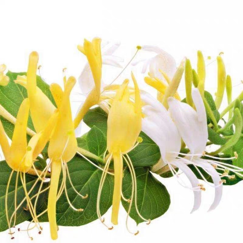 金银花盆栽鸳鸯藤树苗金银花卉泡茶阳台庭院四季常青爬藤植物