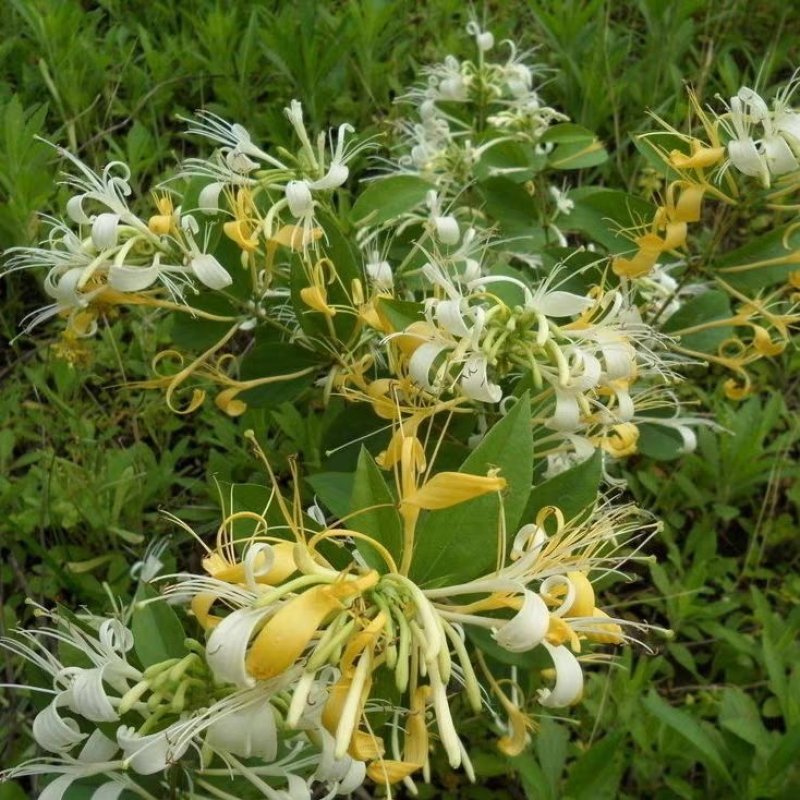 金银花盆栽鸳鸯藤树苗金银花卉泡茶阳台庭院四季常青爬藤植物