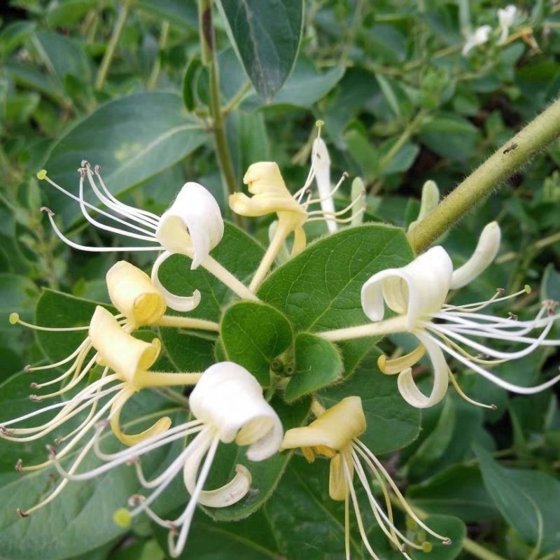 金银花盆栽鸳鸯藤树苗金银花卉泡茶阳台庭院四季常青爬藤植物