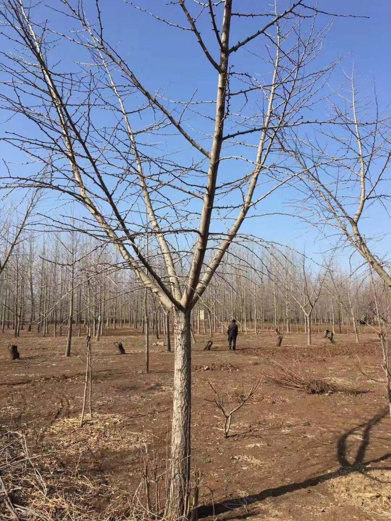 嫁接银杏树，嫁接银杏，结果银杏，质量好，价格低