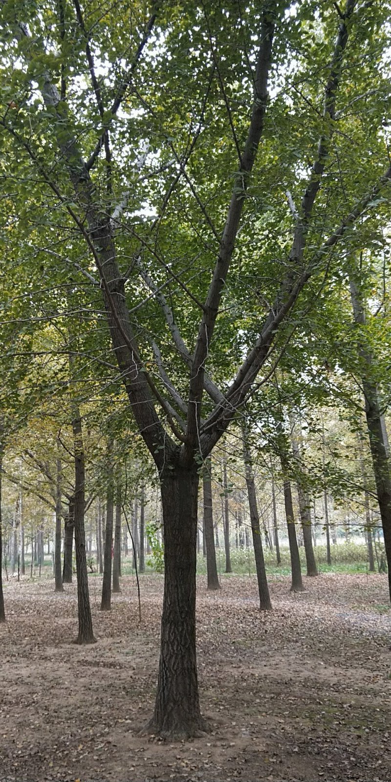 嫁接银杏树，嫁接银杏，结果银杏，质量好，价格低