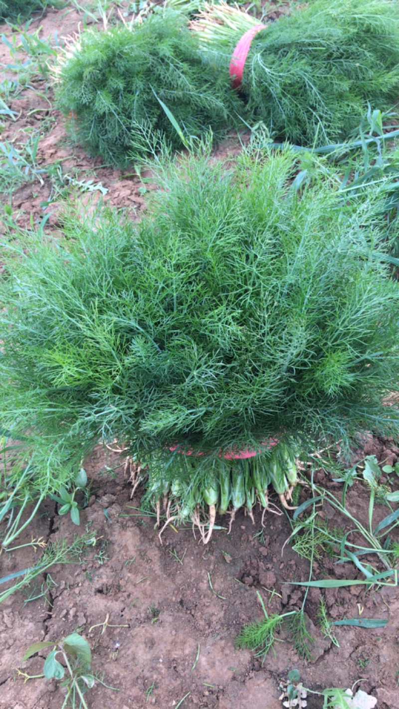 茴香苗