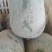 粉娃冬瓜产地冬瓜精品货源四川冬瓜价格