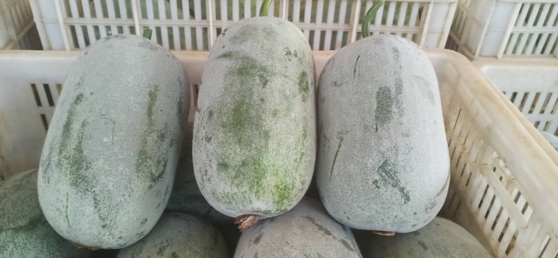 粉娃冬瓜产地冬瓜精品货源四川冬瓜价格