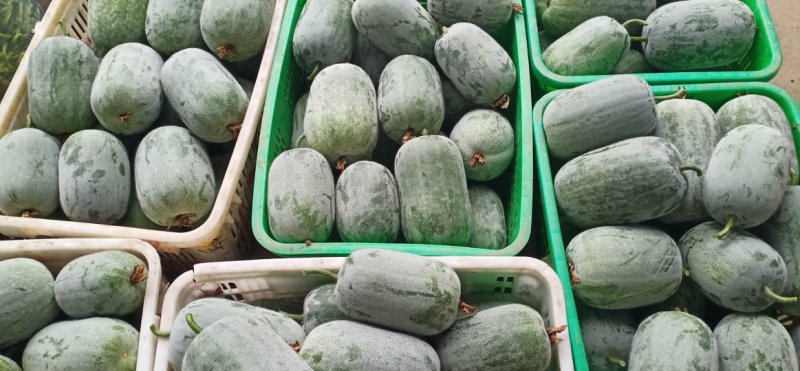 可视频看货粉娃米冬瓜量大基地批发/食堂/超市吊冬瓜