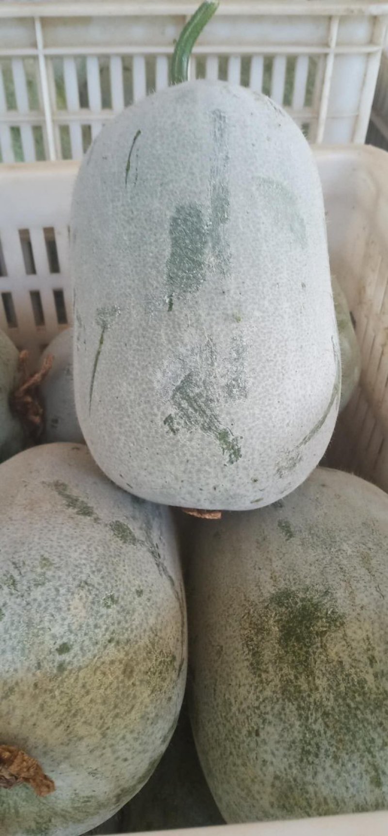 可视频看货粉娃米冬瓜量大基地批发/食堂/超市吊冬瓜