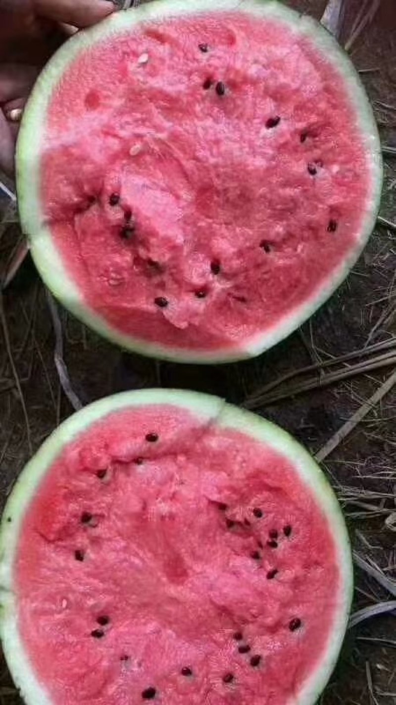 大棚西瓜，大量批发基地直供保质保量