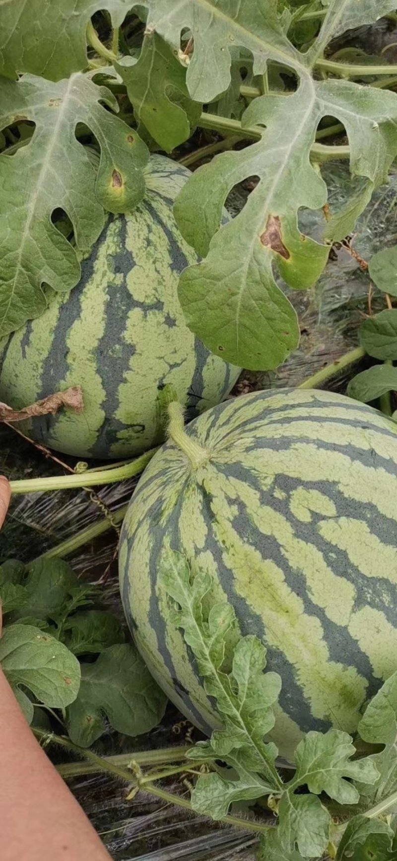 大棚西瓜，大量批发基地直供保质保量