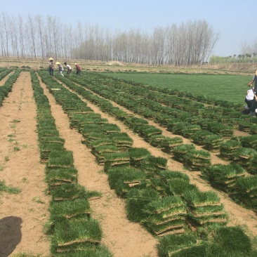 四季青草坪草坪基地大量供应