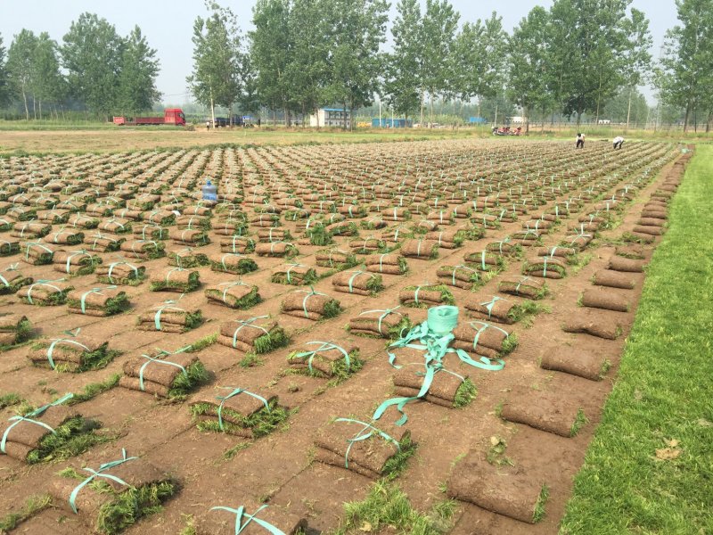 四季青草坪草坪基地大量供应