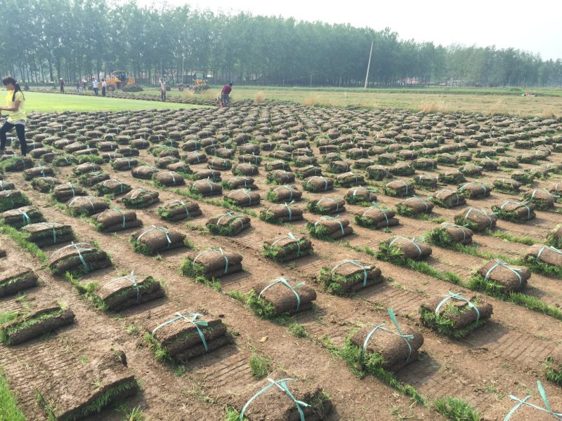果岭草草坪别墅庭院绿化足球场