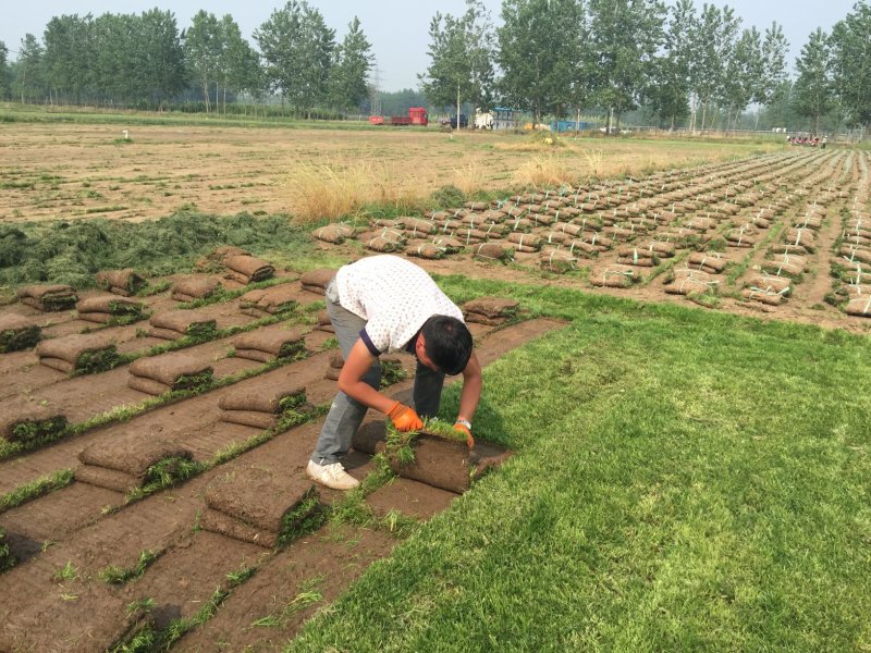 剪股颖草坪剪股颖草皮大量出售草坪基地冷季节型