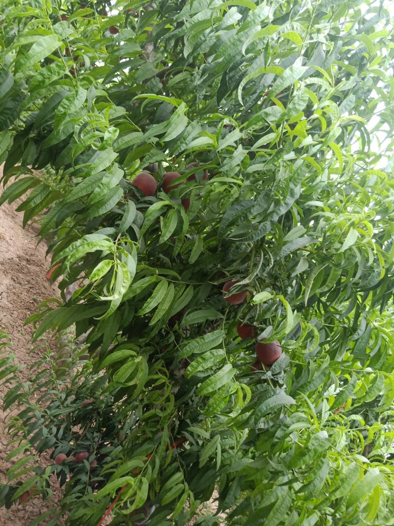 春蜜红桃