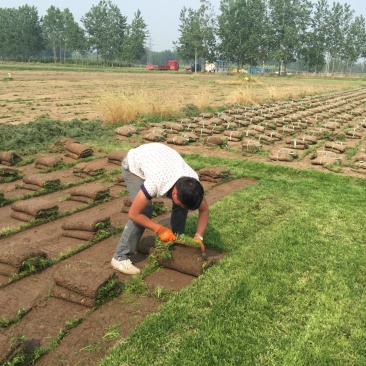 狗牙根草坪狗牙根草坪批发