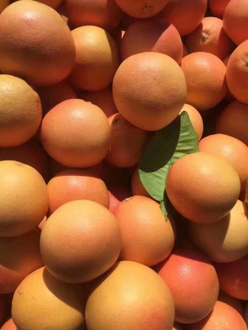 南非西柚红心柚葡萄柚保质保量单证齐全可开发票